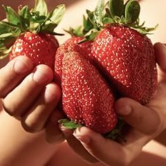Garden strawberry plants for sale  Delivered anywhere in UK