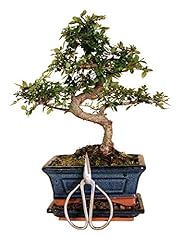 Anfängerset bonsai set gebraucht kaufen  Wird an jeden Ort in Deutschland