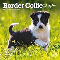 Border collie puppies for sale  Delivered anywhere in USA 