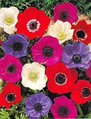 Anemone caen colori gebraucht kaufen  Wird an jeden Ort in Deutschland