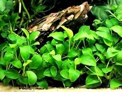 Anubia nana plante d'occasion  Livré partout en France
