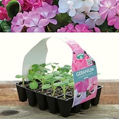 Plug plants geranium for sale  Delivered anywhere in UK