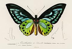 Green birdwing butterfly for sale  Delivered anywhere in USA 