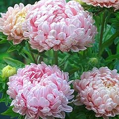 Pink peony aster for sale  Delivered anywhere in UK