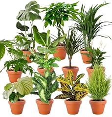 Plant surprise set d'occasion  Livré partout en Belgiqu
