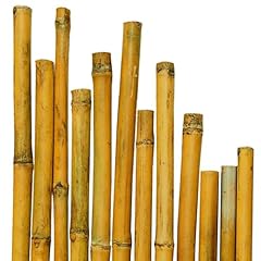 Canna canneto per usato  Spedito ovunque in Italia 