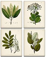 Green Botanical Art Prints - Set of Four Prints (8x10) for sale  Delivered anywhere in Canada