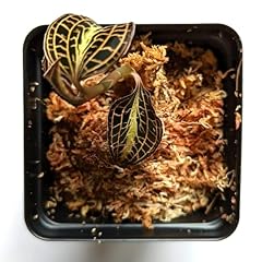 Anoectochilus roxburghii golde for sale  Delivered anywhere in USA 