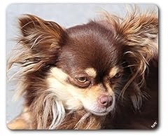 1art1 cani chihuahua usato  Spedito ovunque in Italia 