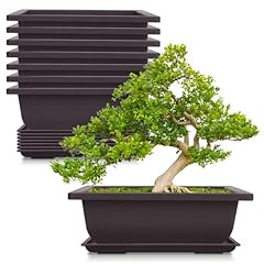 Cezoyx pack bonsai for sale  Delivered anywhere in USA 