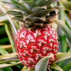 Hello organics pineapple for sale  Delivered anywhere in USA 