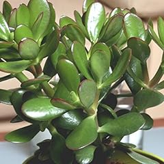 Money plants money for sale  Delivered anywhere in UK