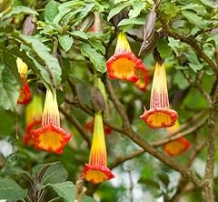 Red angel trumpet for sale  Delivered anywhere in USA 