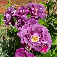 Peter beales roses for sale  Delivered anywhere in UK