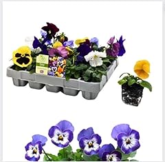 Pack pansy plant for sale  Delivered anywhere in UK