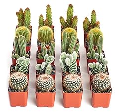 Shop succulents touch for sale  Delivered anywhere in USA 