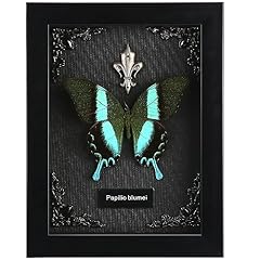 Real butterfly framed for sale  Delivered anywhere in USA 