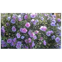 Hardy hibiscus plant for sale  Delivered anywhere in USA 
