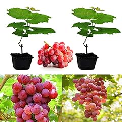 Grape plants suffolk for sale  Delivered anywhere in UK