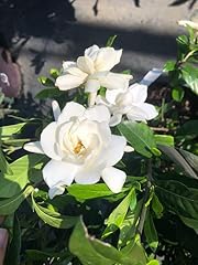 Gardenia jasminoides august for sale  Delivered anywhere in USA 