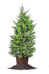 Leyland cypress tree for sale  Delivered anywhere in USA 