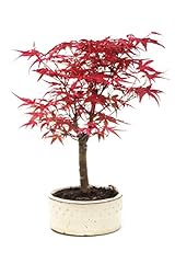 Bonsai tree japanese for sale  Delivered anywhere in UK