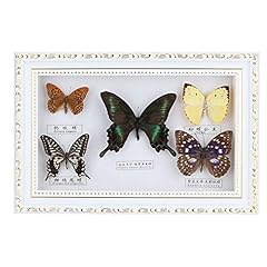 Tomotato framed butterfly for sale  Delivered anywhere in UK