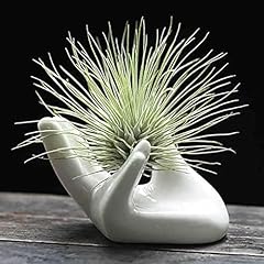 Dahey air plant for sale  Delivered anywhere in USA 