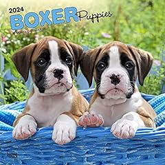 Boxer puppies 2024 for sale  Delivered anywhere in USA 