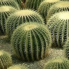 Sanwood echinocactus grusonii usato  Spedito ovunque in Italia 