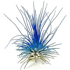 Thin air plant for sale  Delivered anywhere in USA 