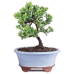 Brussel bonsai live for sale  Delivered anywhere in USA 