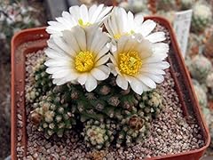 Pediocactus knowltonii seeds10 usato  Spedito ovunque in Italia 