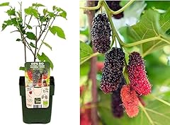 Mulberry bush morus for sale  Delivered anywhere in UK