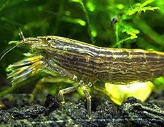 Aquatic arts large for sale  Delivered anywhere in USA 