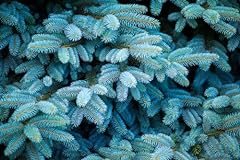 Colorado blue spruce for sale  Delivered anywhere in USA 