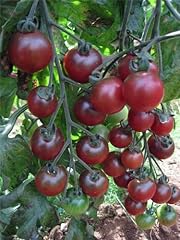 Seed vegetable tomato for sale  Delivered anywhere in UK