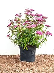 Rote sommerspiere spiraea gebraucht kaufen  Wird an jeden Ort in Deutschland