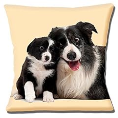 Border collie adult for sale  Delivered anywhere in UK
