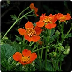 Geum coccineum borisii for sale  Delivered anywhere in UK