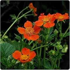 Geum coccineum borisii for sale  Delivered anywhere in UK