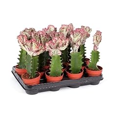 Dragon bones euphorbia for sale  Delivered anywhere in UK