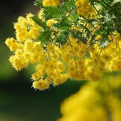 Beutel mimosa pudica gebraucht kaufen  Wird an jeden Ort in Deutschland