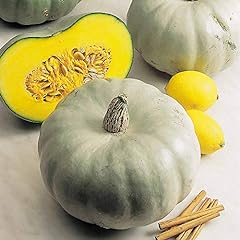Suttons squash seeds for sale  Delivered anywhere in UK