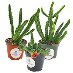 Huernia stapelia combo for sale  Delivered anywhere in USA 