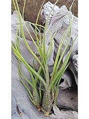 Tillandsia butzii air for sale  Delivered anywhere in UK