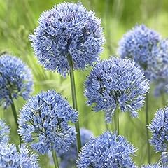 Allium blue drumstick for sale  Delivered anywhere in Ireland
