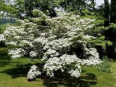 White kousa dogwood for sale  Delivered anywhere in USA 