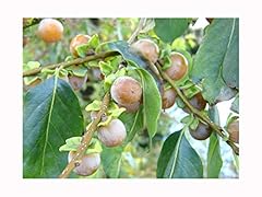 Hardy edible fruit for sale  Delivered anywhere in UK