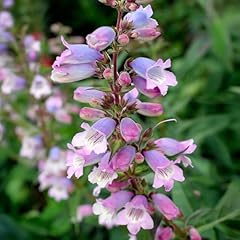 Penstemon stapleford gem for sale  Delivered anywhere in UK